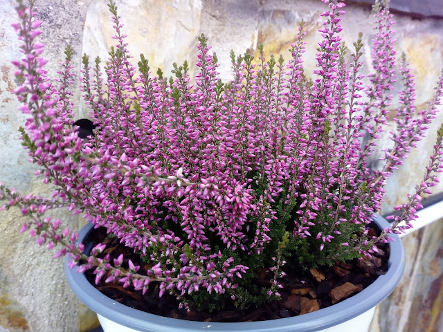 Calluna o brecina (Calluna vulgaris (L.) Hull.).