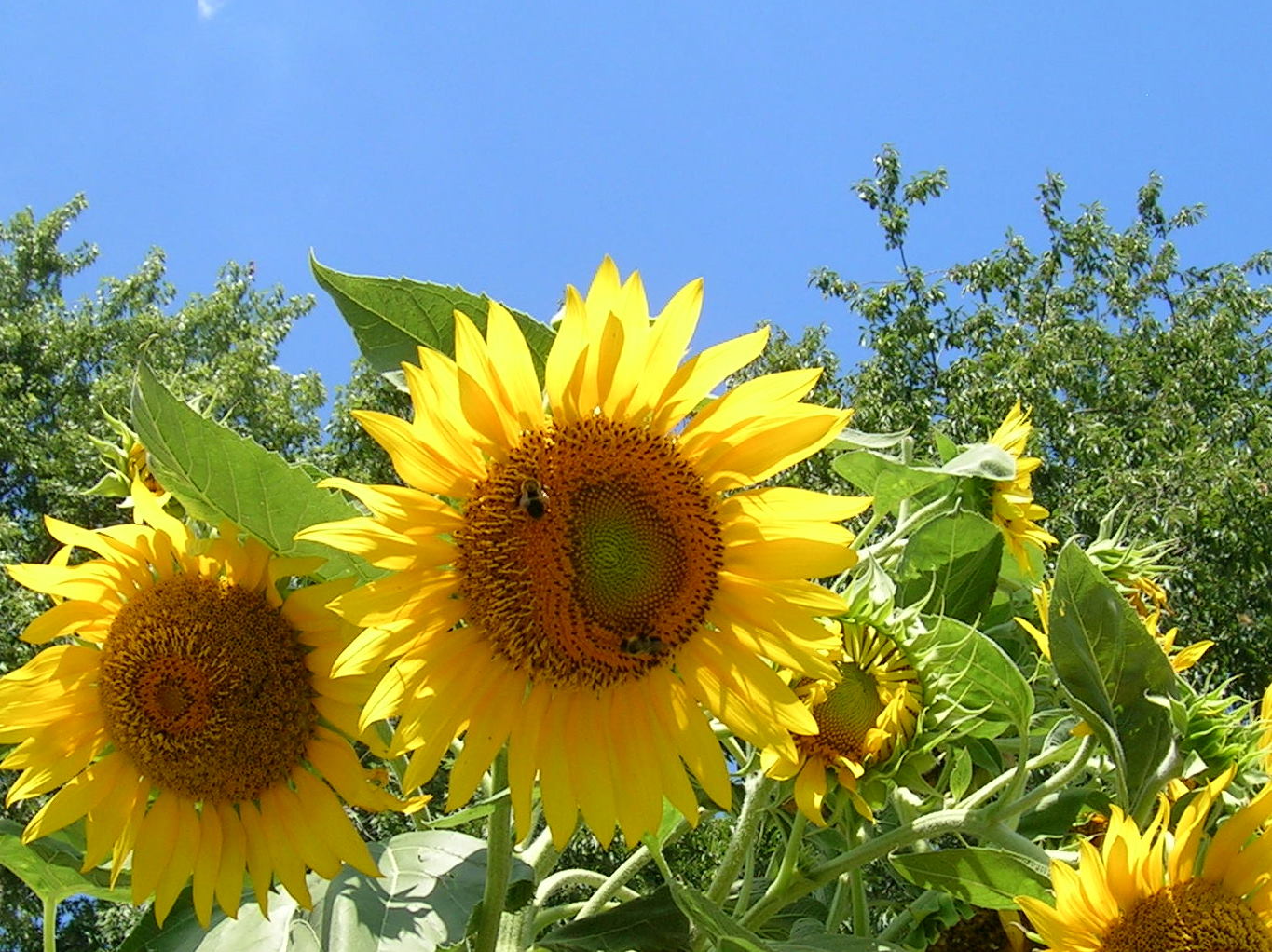 animalfriendly eating sunflower with multiple blooms
