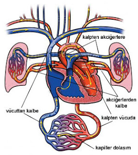 Kalp ve Damar