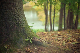 trees in a forest