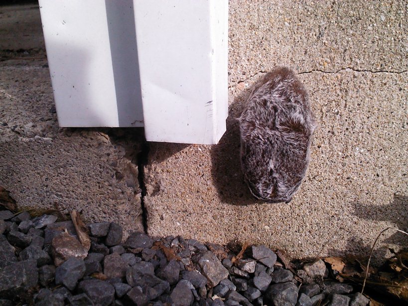 Endangered New Jersey Hibernating Bats