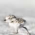 Top 10 Cute Baby Birds images pictures photos,for whatsapp bastwishespic