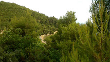 Forêts de pins sur Skiathos