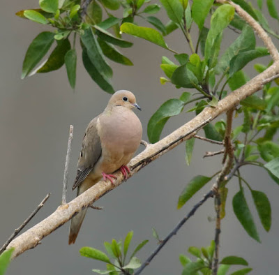 Photo of Mourning Dove in a tree