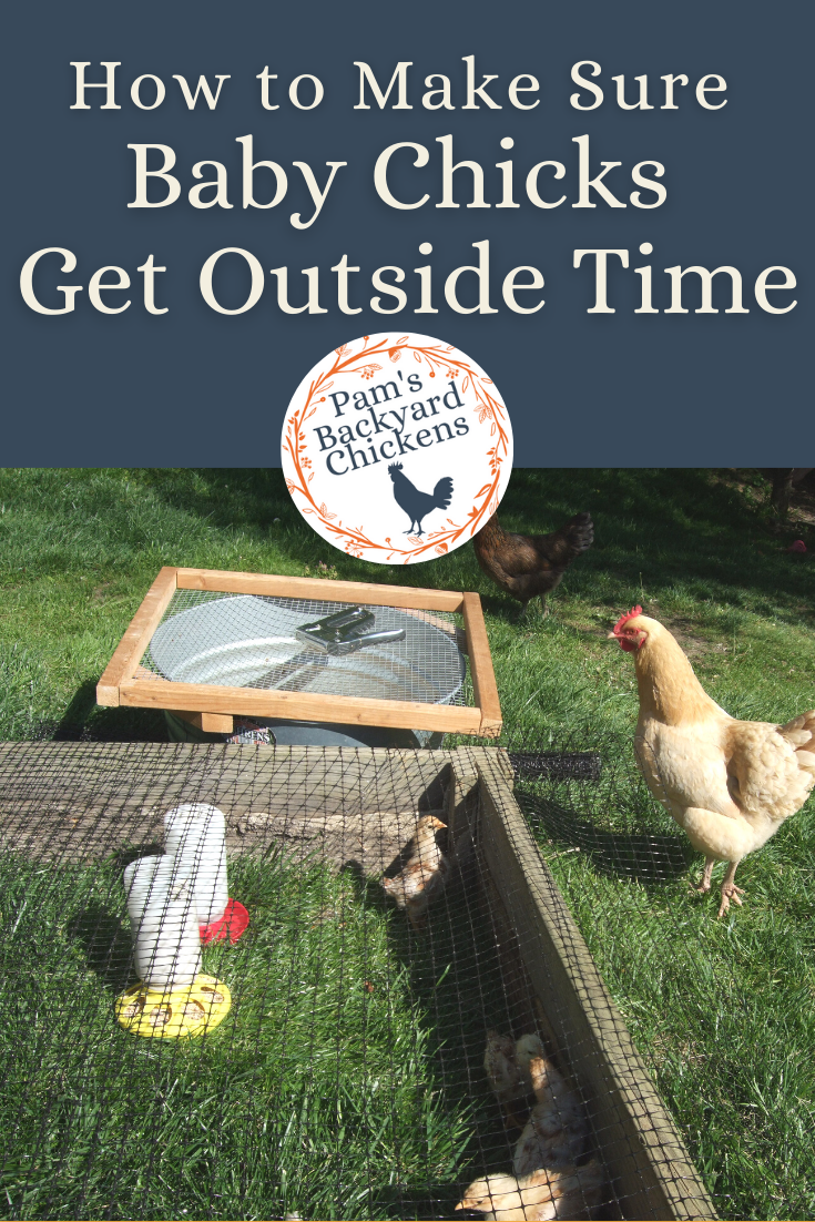 Pam's Backyard Chickens Baby Chicks Get Outside Time