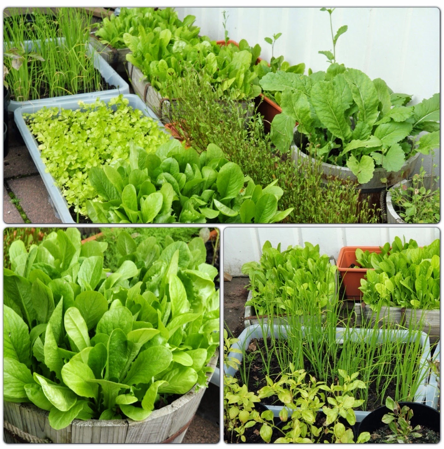 อัลบั้ม 100+ ภาพพื้นหลัง ผักสวนครัวชนิดใดที่มีสรรพคุณในการบำรุงรักษาอวัยวะ หัวใจ ครบถ้วน อัลบั้ม 100+ ภาพพื้นหลัง ผักสวนครัวชนิดใดที่มีสรรพคุณในการบำรุงรักษาอวัยวะ หัวใจ ครบถ้วน