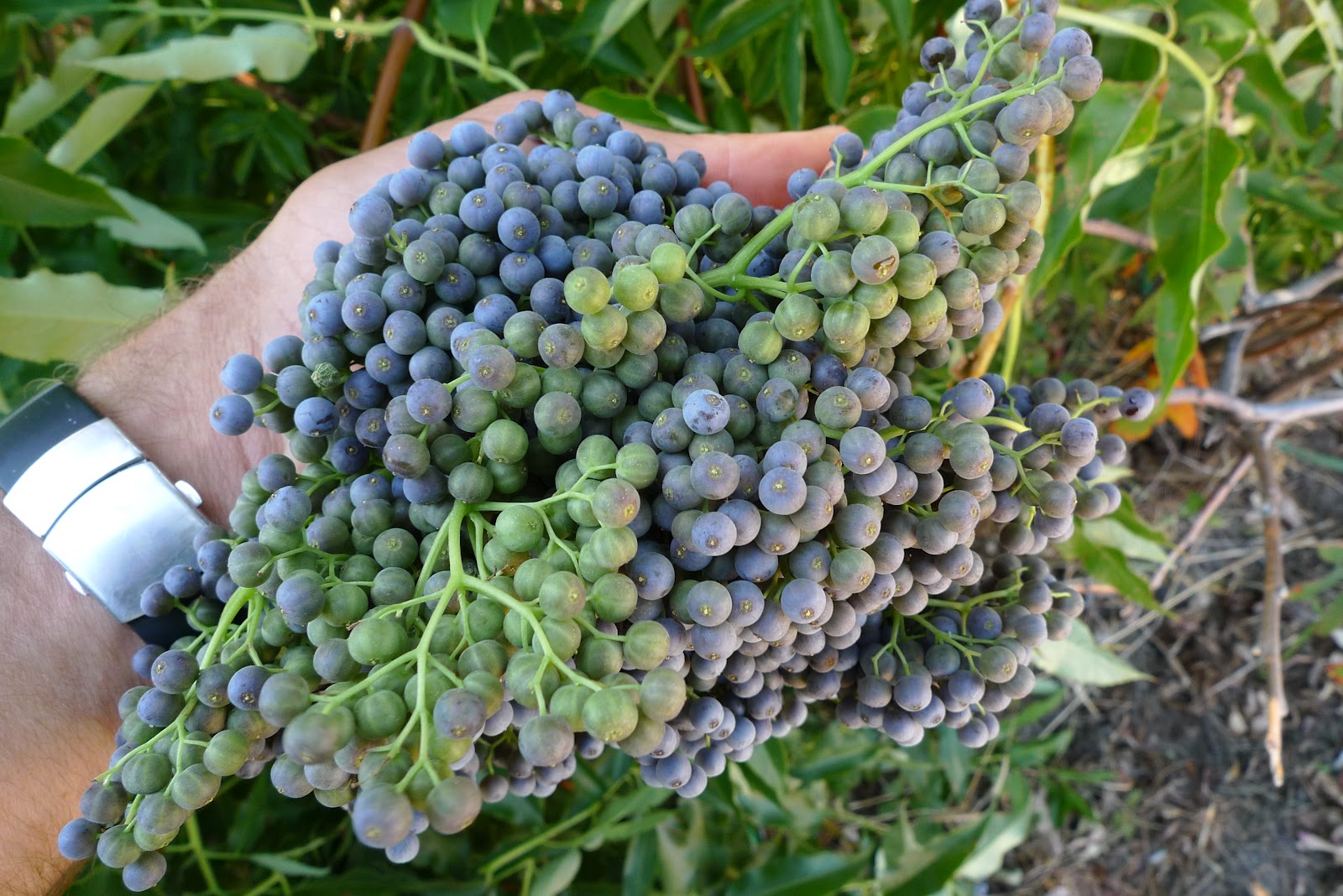Wild Harvests Blue elderberry fastest fruit in the west