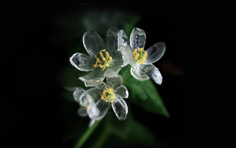 Diphylleia grayi