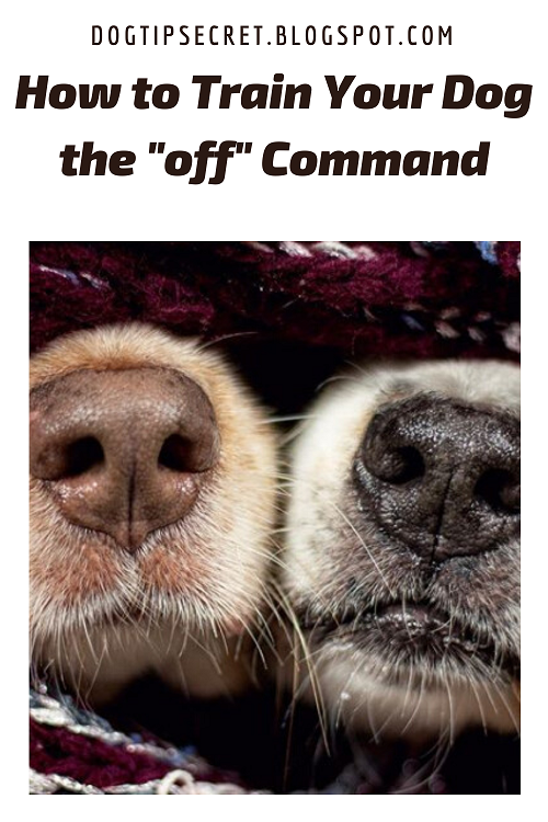 How to Train Your Dog the off Command Dog Training Tips Secret Dog Tips Secret