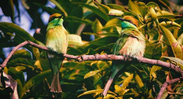Kilbury Bird Sanctuary, Nainital tourist places