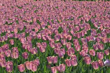 Tulpenveld