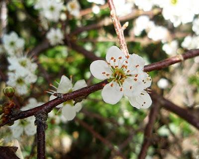 Endrino (Prunus spinosa) flor silvestre blanca