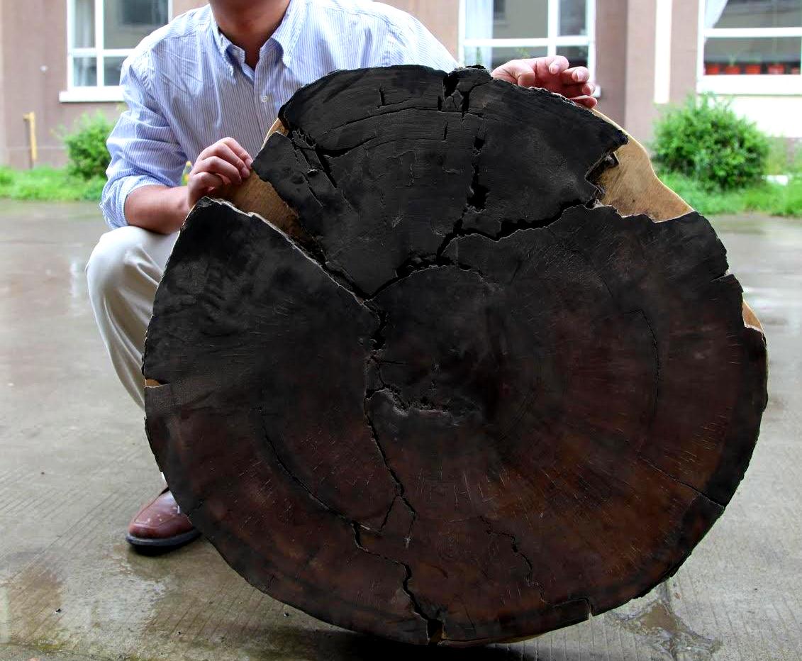 Fossilized Tree and Ice Cores Help Date Huge Volcanic Eruption Geology In