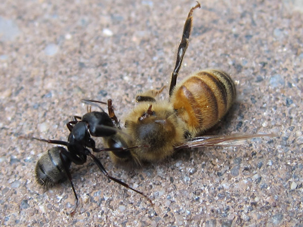 родственник пчелы. немецкие пчелы. муравей. Bees ants. Bees ants.