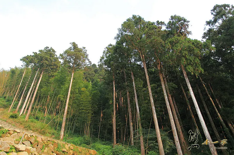 奮起湖石棹景點|龍雲休閒農場森林步道|鐵達尼石 五彩石
