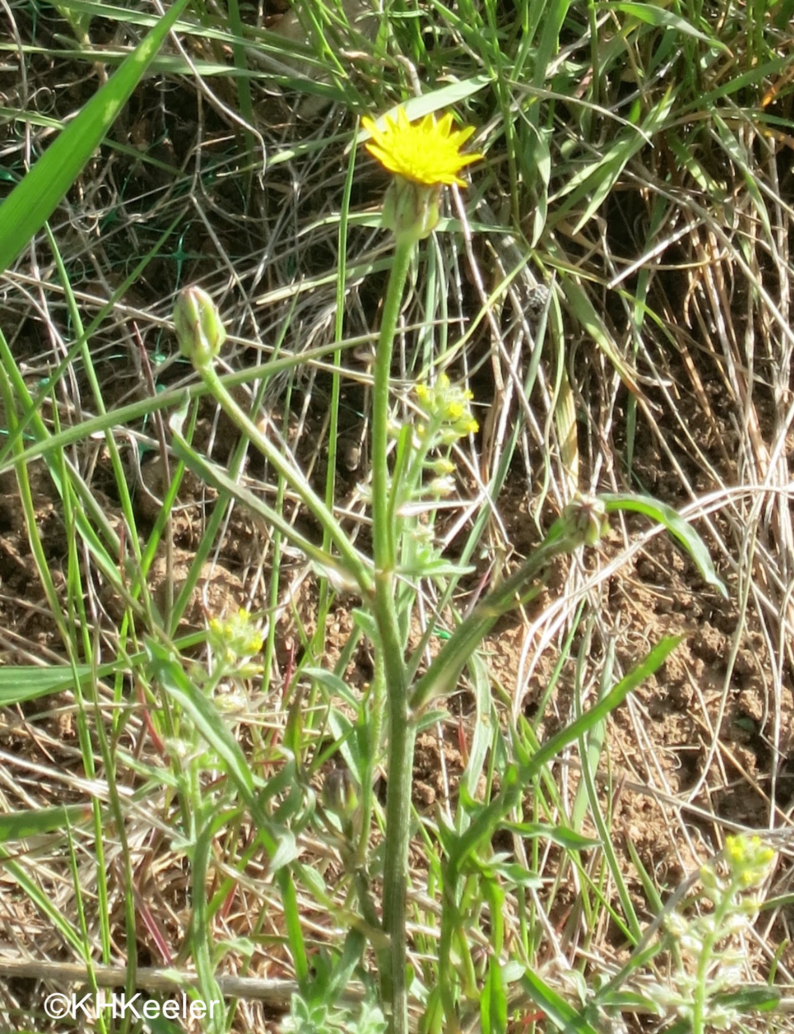 A Wandering Botanist: Plant Story–Cutleaf Vipergrass, Black Salsify