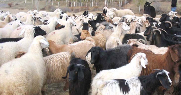 Kurbanlık, kurbanlık fiyatları 2013, adak Kurbanı, adaklık koyun