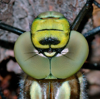 Bir yusufçuğun yakın çekimden başı ve gözleri (fotoğraf sırt kısmından ters olarak çekilmiş)