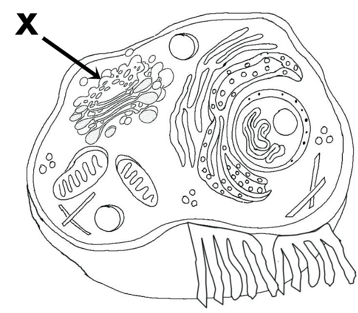 Perhatikan Gambar Berikut Proses Yang Terjadi Pada Bagian X Adalah Blog Pak Pandani