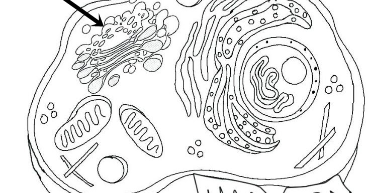 Perhatikan Gambar Berikut Proses Yang Terjadi Pada Bagian X Adalah Blog Pak Pandani