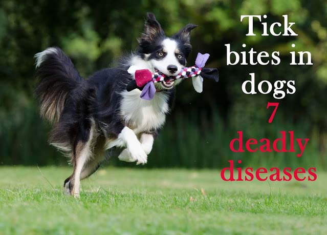 Tick bites in dogs: 7 deadly diseases. All you must know as a dog guardian Tick bites in dogs: 7 deadly diseases. All you must know as a dog guardian
