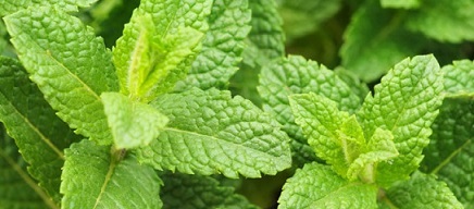 Mint is one of the aromatic plants that has been used since ancient times for its many health benefits. What are the benefits of mint for the stomach and colon? Follow this article with us to find out.