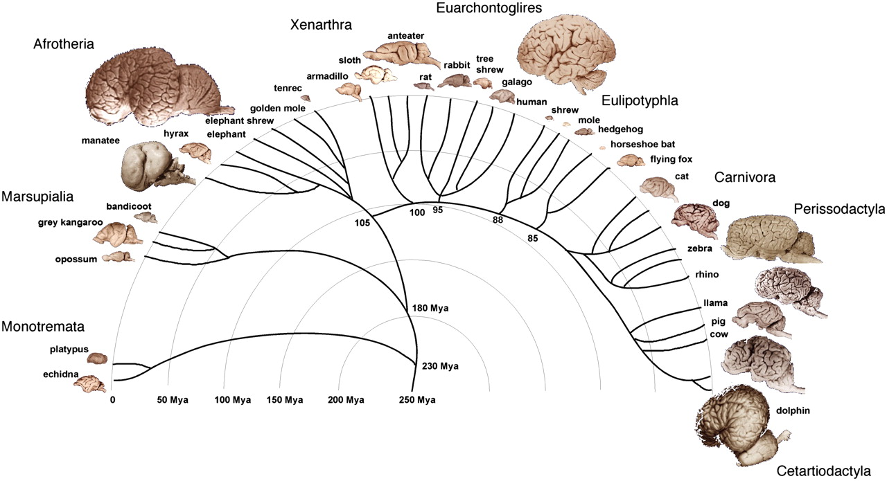 Galileo Feynman Comparative Brain Anatomy In Different Animals Some