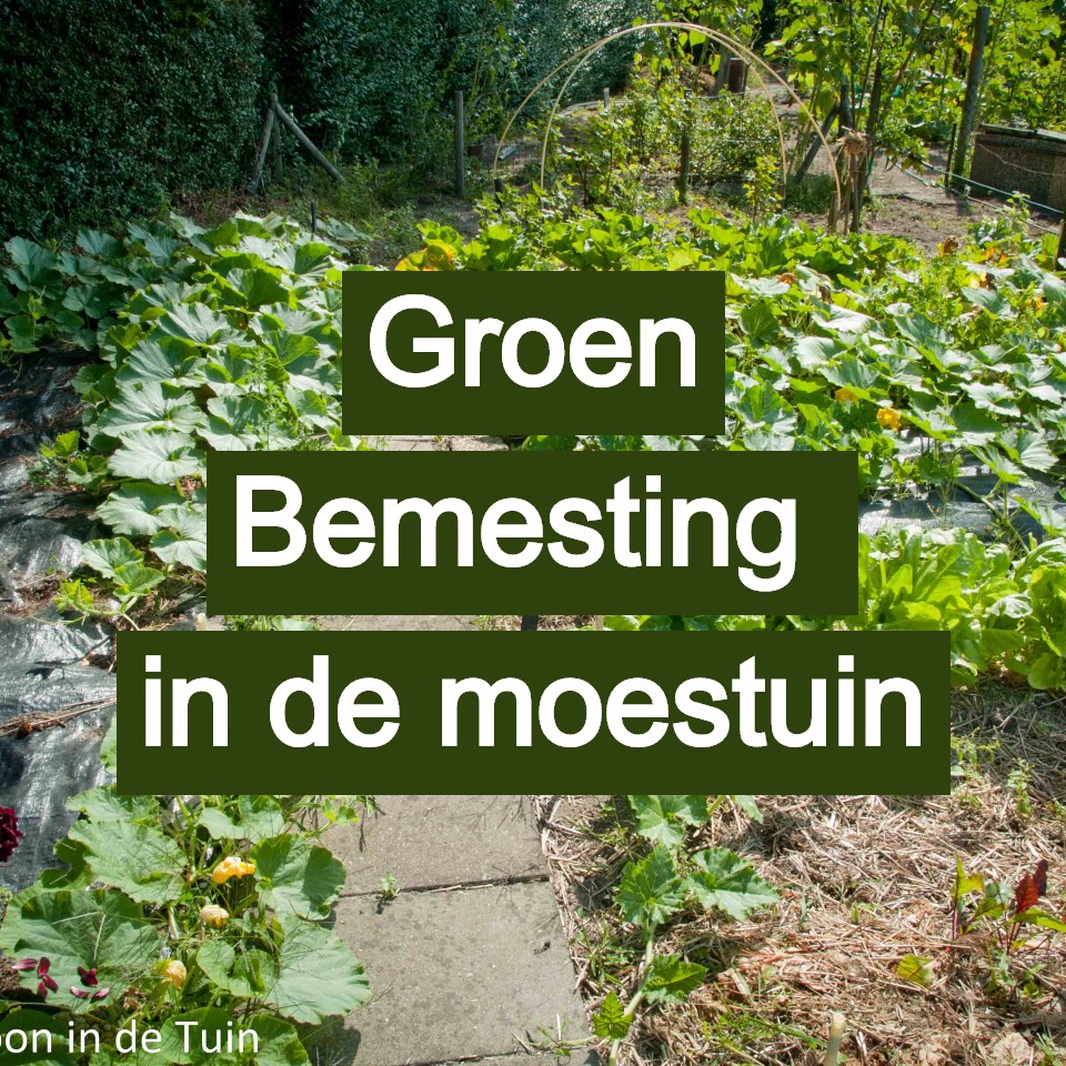 groenbemesting groenbemesters groenbemester