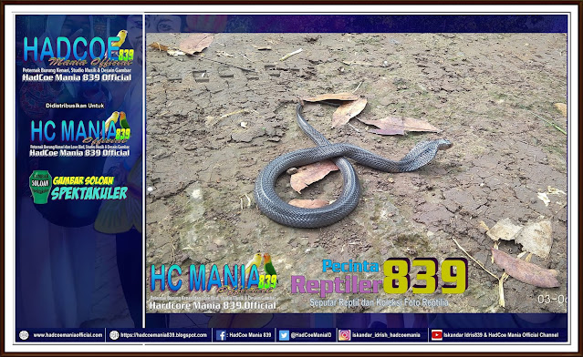 Koleksi Foto Reptiler Bersama Pecinta Reptiler 839 - Ular Cobra Jawa, Naja sputatrix Vol 01-01