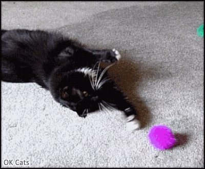 Art Cat GIF • Lazy cat lying on floor tries catch its colorful toy . So close, yet so far away!