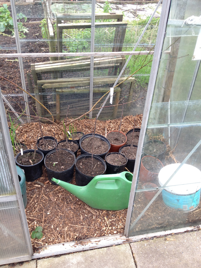 Allotment Garden Flagstone or soil based greenhouse?