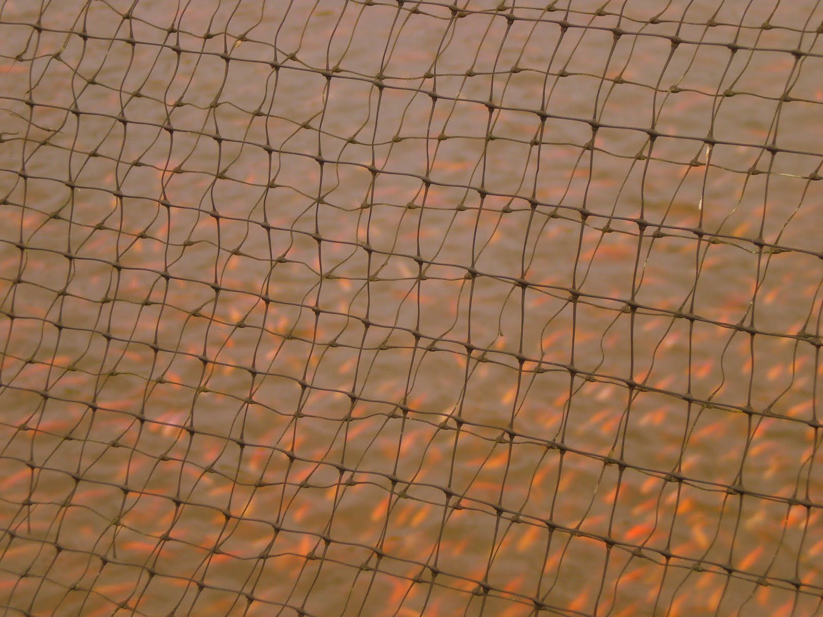 No es sino mi vida: Colombia's Eastern Plains, Los Llanos Orientales 