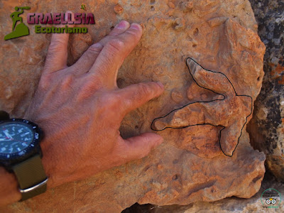 Fósiles en la Sierra de Albarracín Fósiles en la Sierra de Albarracín