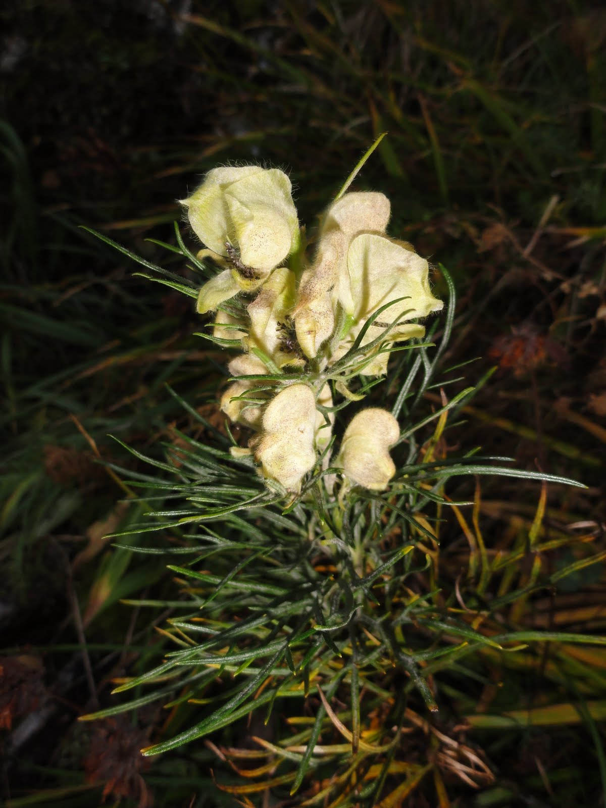 Frumusetile naturii: Omag galben (Acanitum anthora)