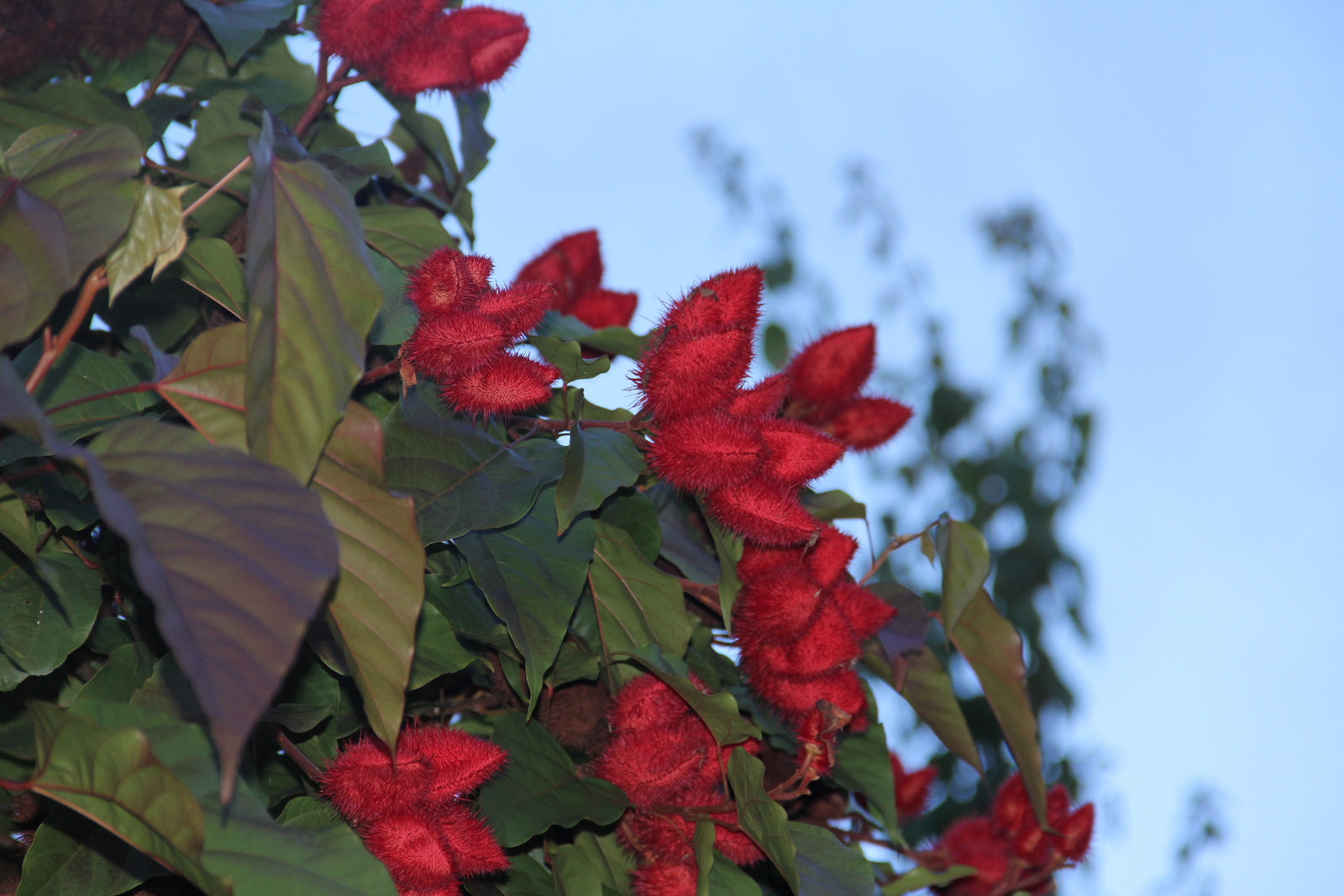 Real Monstrosities Lipstick Tree