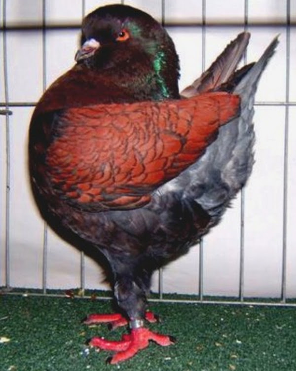 modena pigeon, modena pigeons, about modena pigeon, modena pigeon appearance, modena pigeon breed, modena pigeon breed info, modena pigeon breed facts, modena pigeon behavior, modena pigeon care, caring modena pigeon, modena pigeon color, modena pigeon characteristics, modena pigeon facts, modena pigeon for show, modena pigeon history, modena pigeon info, modena pigeon images, modena pigeon lifespan, modena pigeon origin, modena pigeon photos, modena pigeon pictures, modena pigeon rarity, raising modena pigeon, modena pigeon rearing, modena pigeon size, modena pigeon temperament, modena pigeon tame, modena pigeon uses, modena pigeon varieties, modena pigeon weight