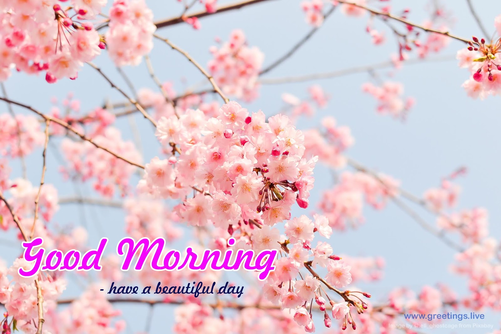 Greetings Live Free Daily Greetings Pictures Festival Gif Images Morning Greetings With Cherry