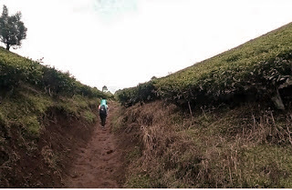 Jalur pendakian gunung cikuray, pos pemancar gunung cikuray, trek gunung cikuray, cara menuju gunung cikuray, terminal guntur menuju pos pemancar, pos pemancar cikuray, pos 1 cikuray, pos 2 cikuray, pos 3 cikuray, pos 4 cikuray, pos 5 cikuray, puncak cikuray, trek awal kebun teh, trek awal cikuray, gunung cikuray mistis, gunung cikuray horor, pengalaman mistis di gunung, pendakian, pendaki indonesia, Gunung di Indonesia, gunung di jawa barat, gunung cikuray, gunung cikuray 2818, ketinggian gunung cikuray, 