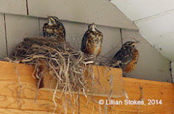 fledgling birds nest robins leave american stokes birding fledge