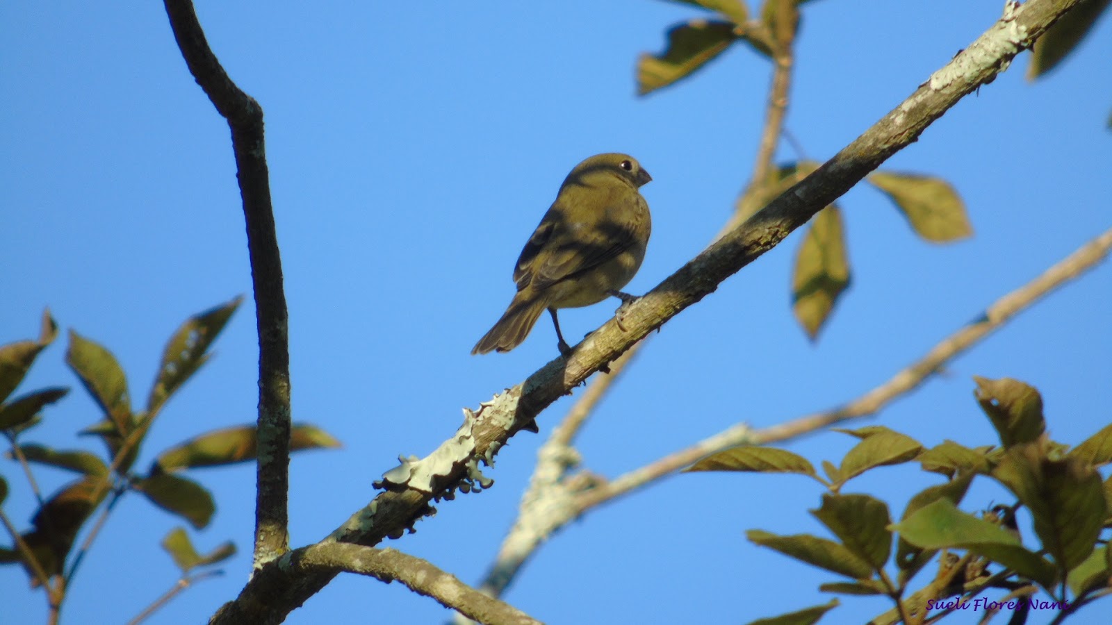 VictorNanny As Aves que Aqui Gorjeiam...!