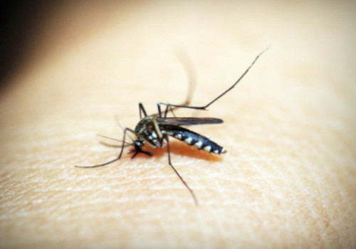 Home Remedies for Mosquito Bites