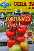 jenis tomat, buah tomat, manfaat tomat, cara menanam tomat, jual benih tomat, toko pertanian, toko online, lmga agro