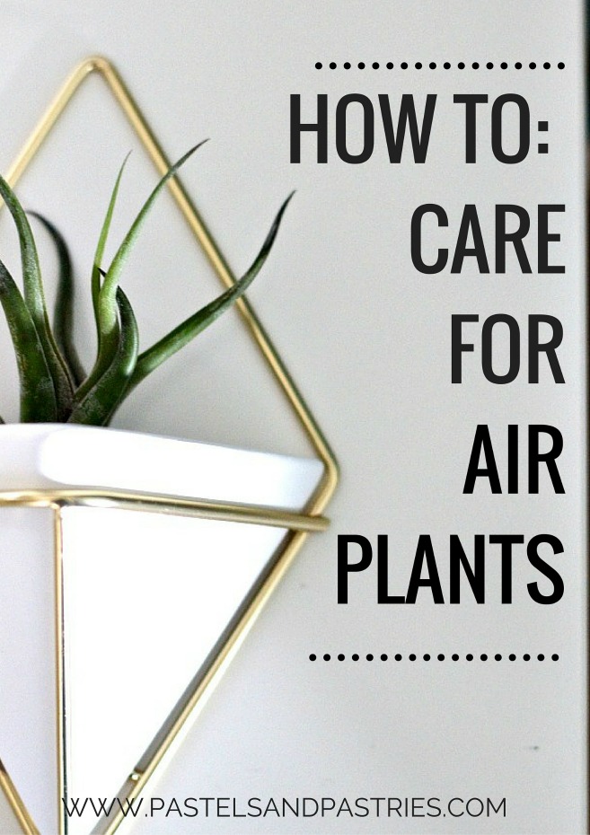 how to care for air plants pastels and pastries how to care for air plants pastels and pastries