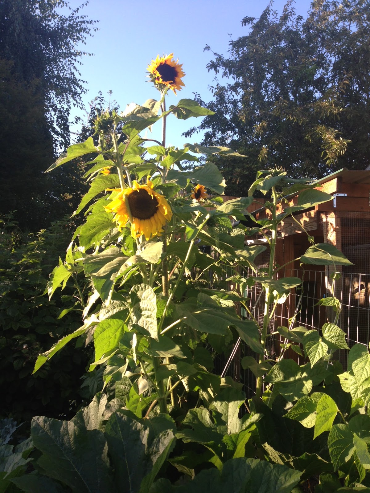 Pollo Loco Sunflowers and Companion Planting