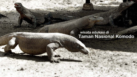 Taman Nasional Komodo – keindahan alam Pulau Komodo, Pulau Padar, dan ...