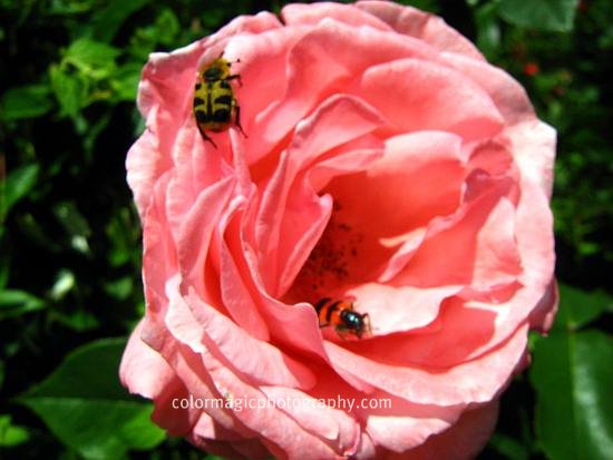 Big bugs on rose