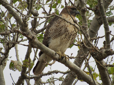 Sacramento National Wildlife Refuge California Pacific Flyway