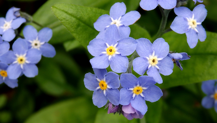 Flores azules y violetas