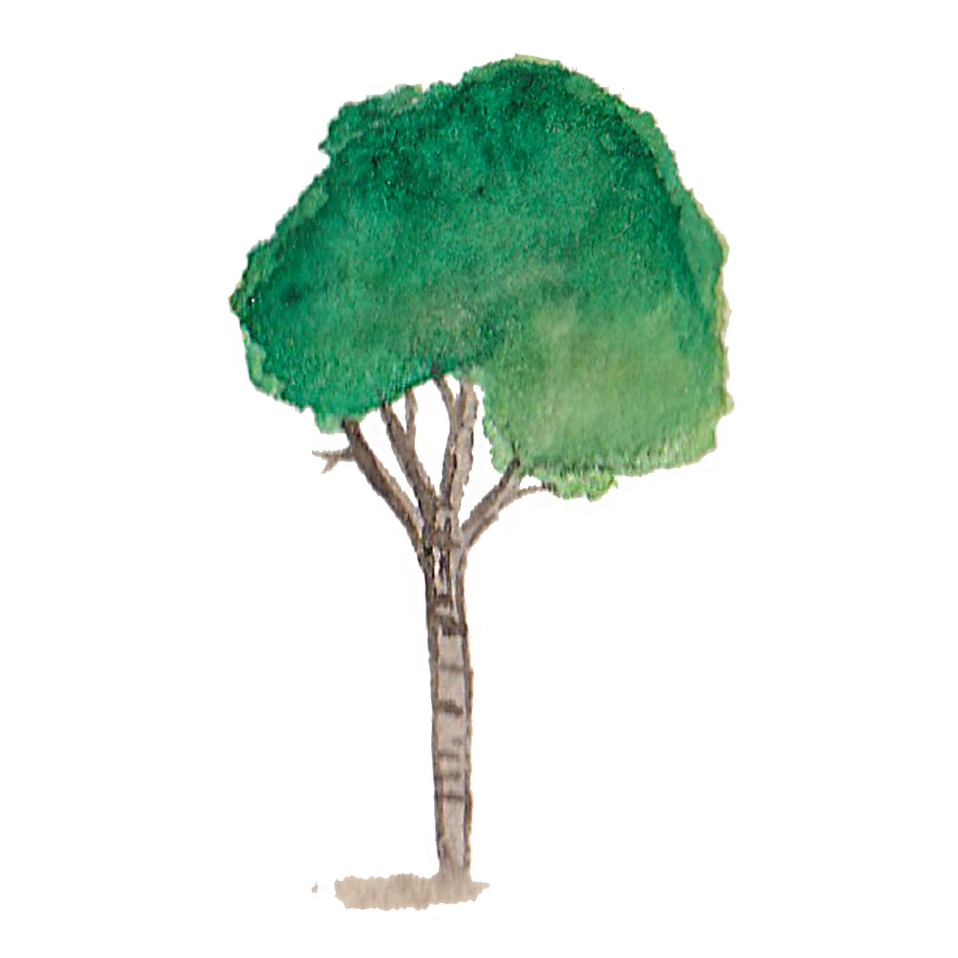 Nicola Tree Pattern nicola-tree-pattern