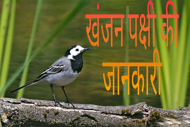 खंजन पक्षी की जानकारी Wagtail Bird Hindi